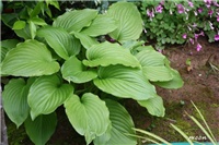 5eb2eb12-IMG_9842 hosta.jpg